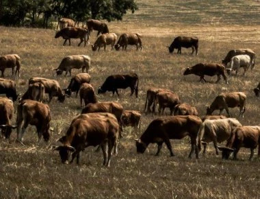 Προληπτικά μέτρα στον Έβρο λόγω ασθένειας βοοειδών στην Τουρκία